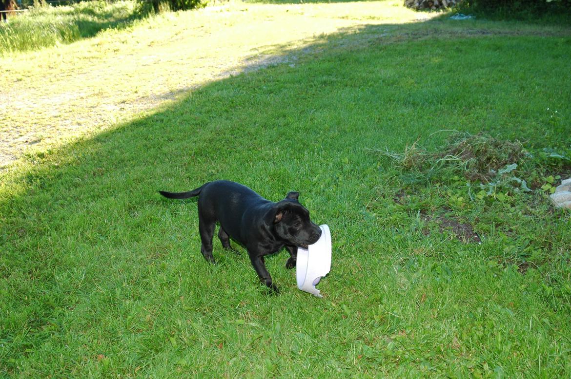 Staffordshire bull terrier Daisy billede 3