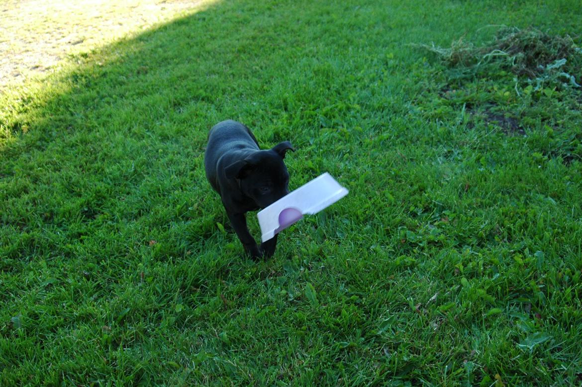 Staffordshire bull terrier Daisy billede 4