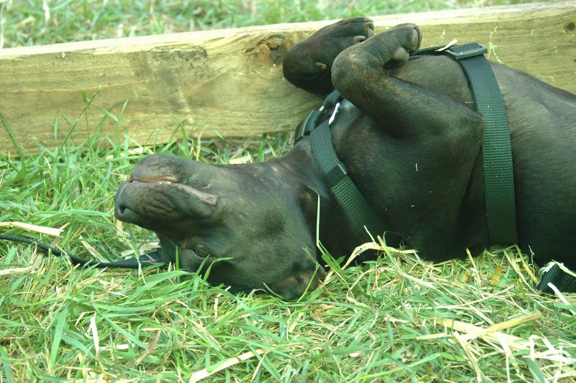 Staffordshire bull terrier Daisy billede 1