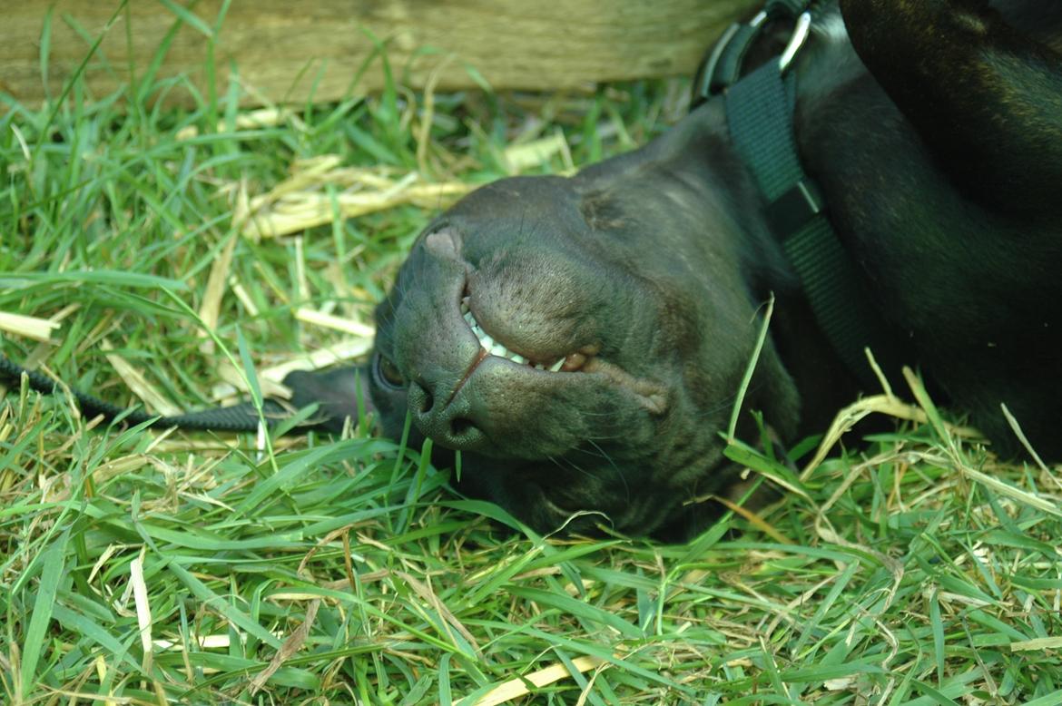 Staffordshire bull terrier Daisy - Zzz... billede 5