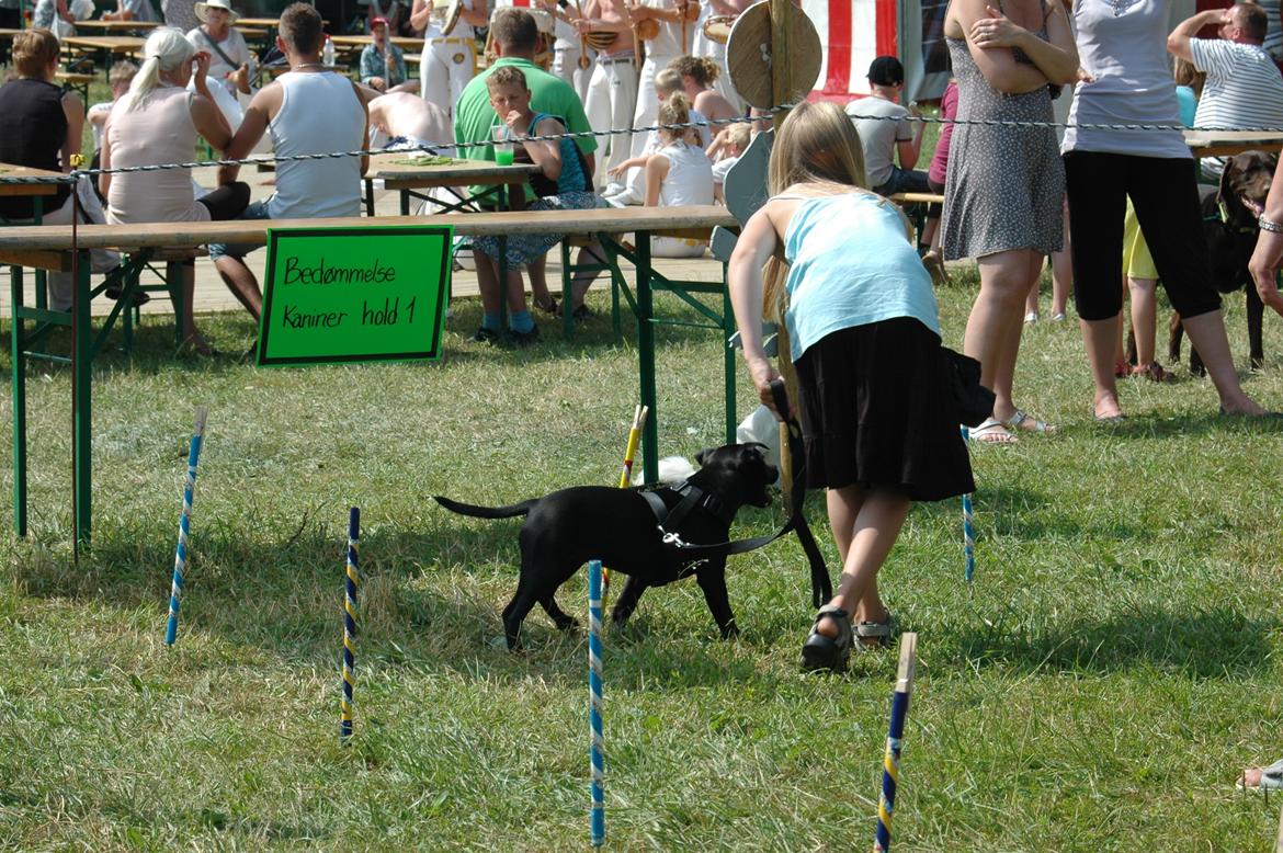 Staffordshire bull terrier Daisy - Agility for første gang. billede 6