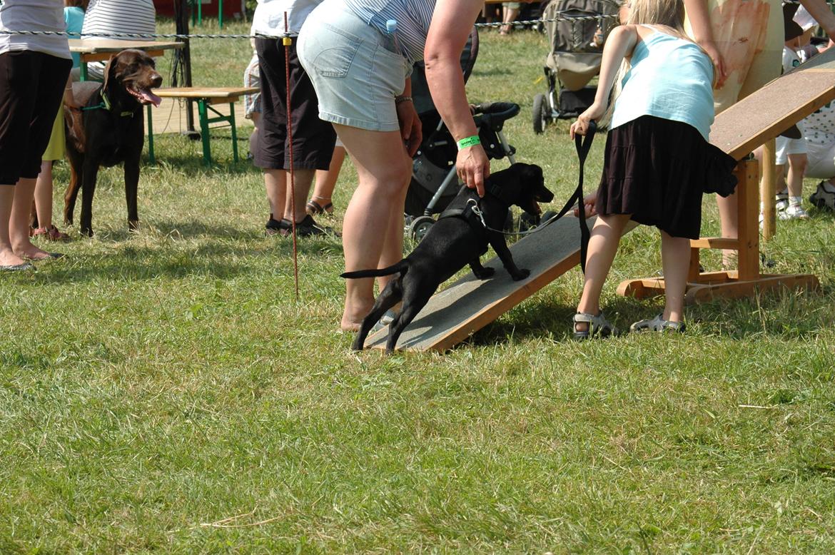 Staffordshire bull terrier Daisy billede 7