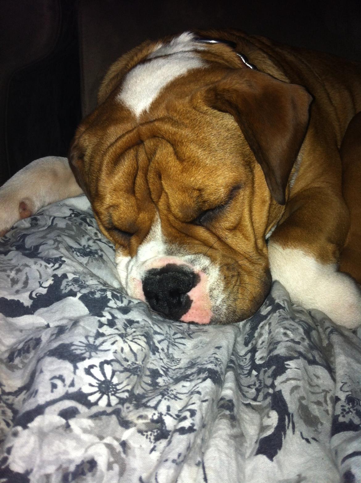 Olde english bulldogge Ludvig billede 1