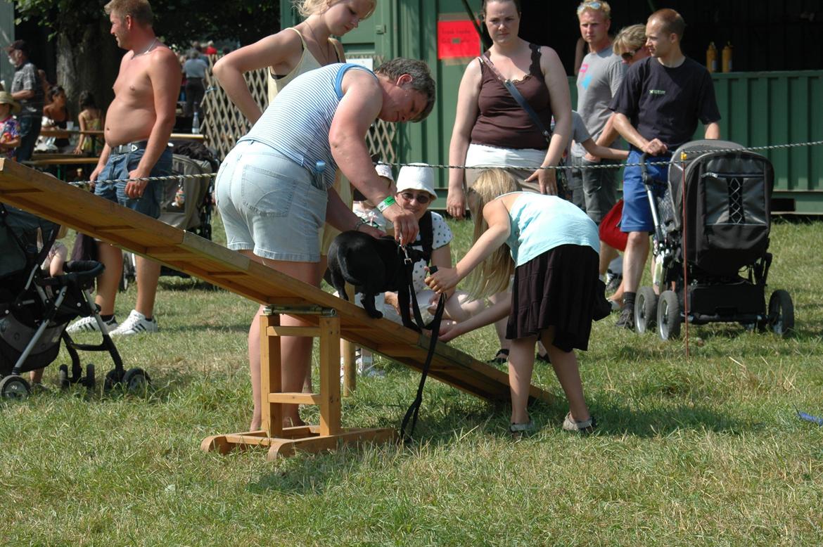 Staffordshire bull terrier Daisy billede 8