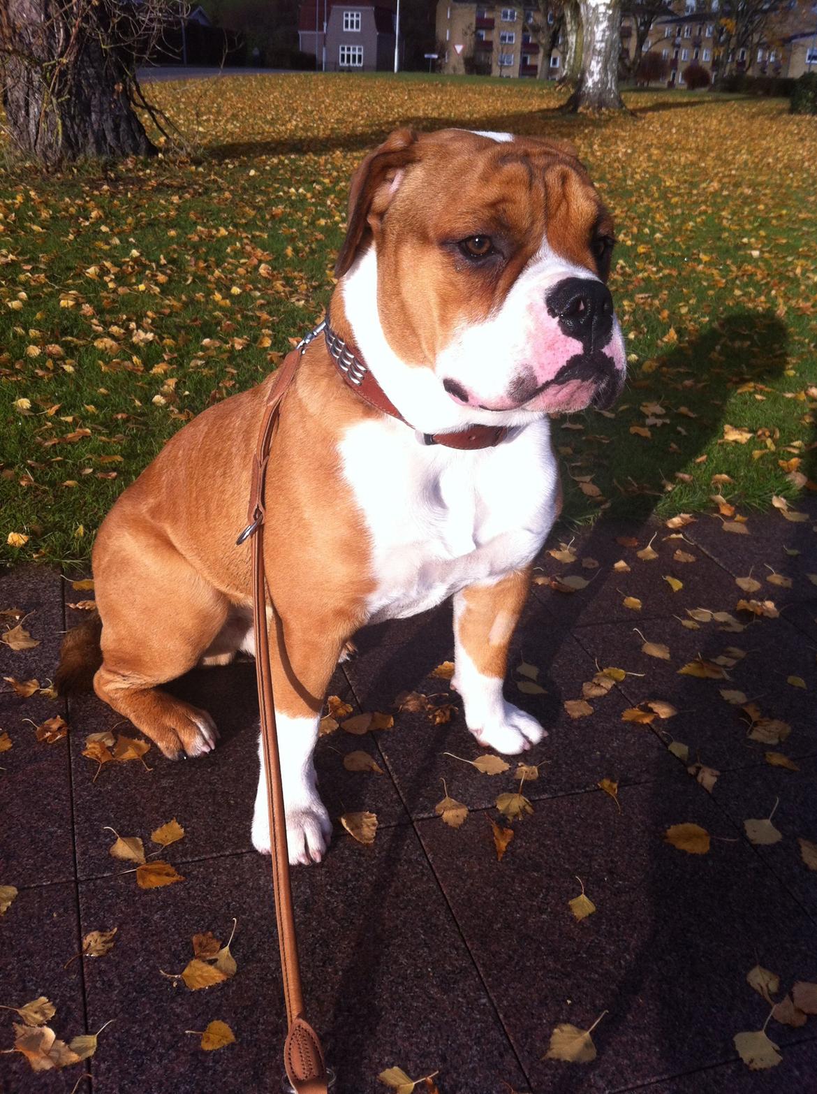 Olde english bulldogge Ludvig billede 2