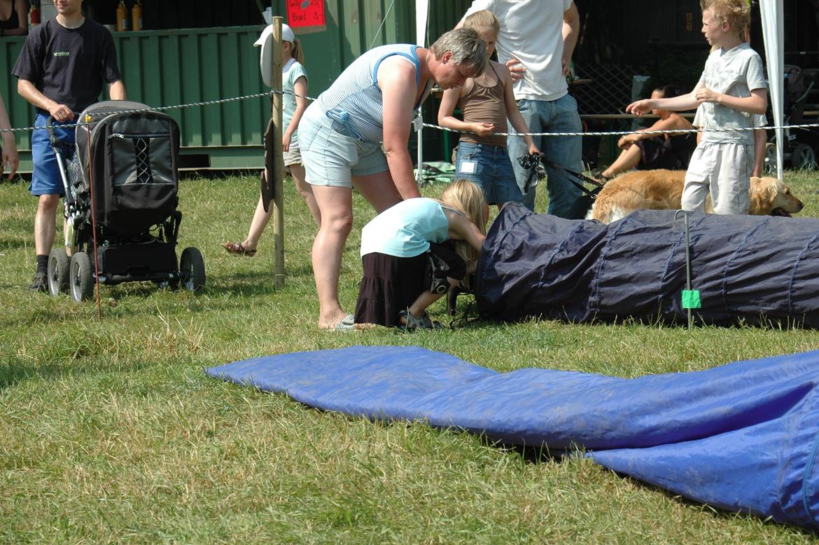Staffordshire bull terrier Daisy billede 9