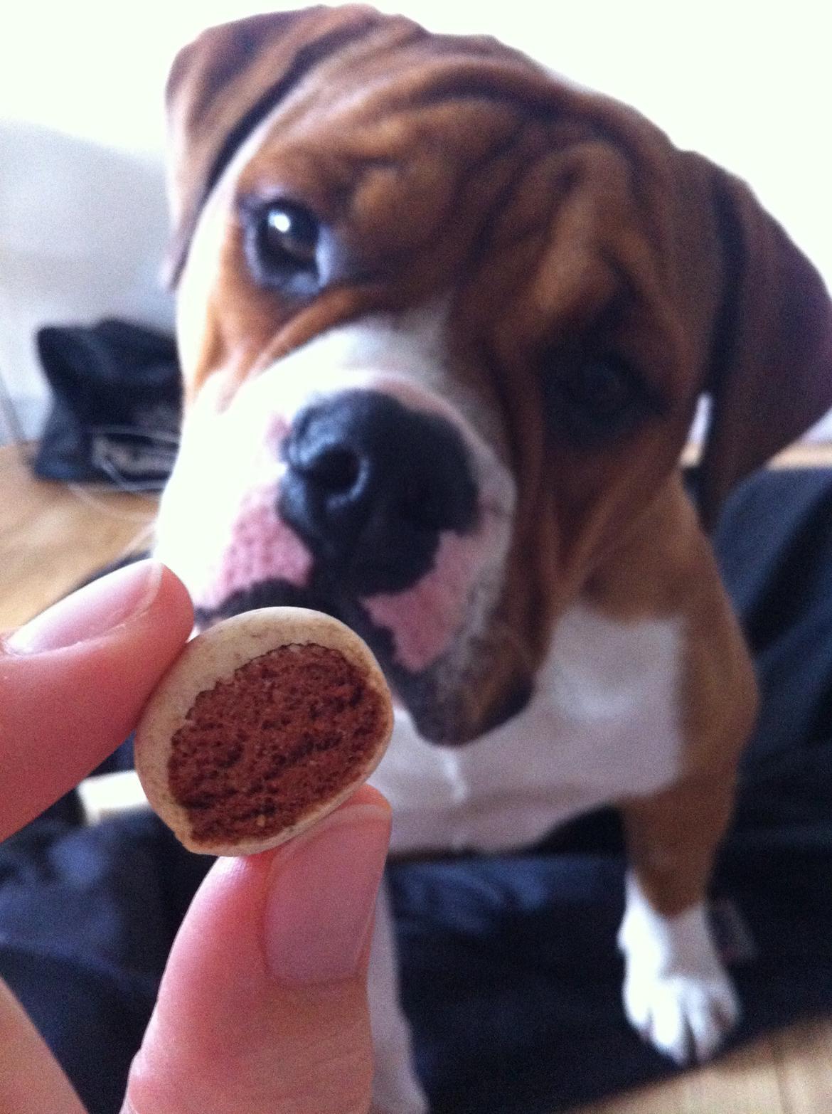 Olde english bulldogge Ludvig billede 5