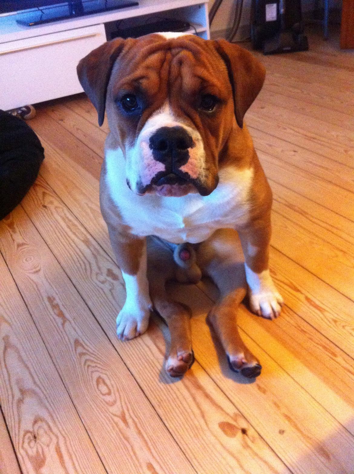 Olde english bulldogge Ludvig billede 4
