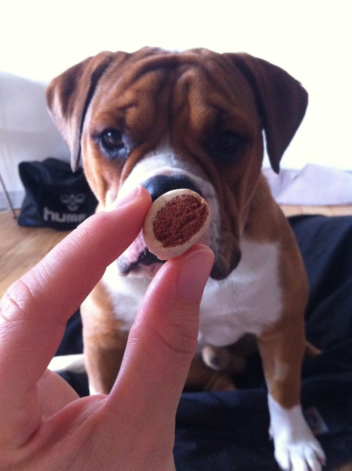 Olde english bulldogge Ludvig billede 6