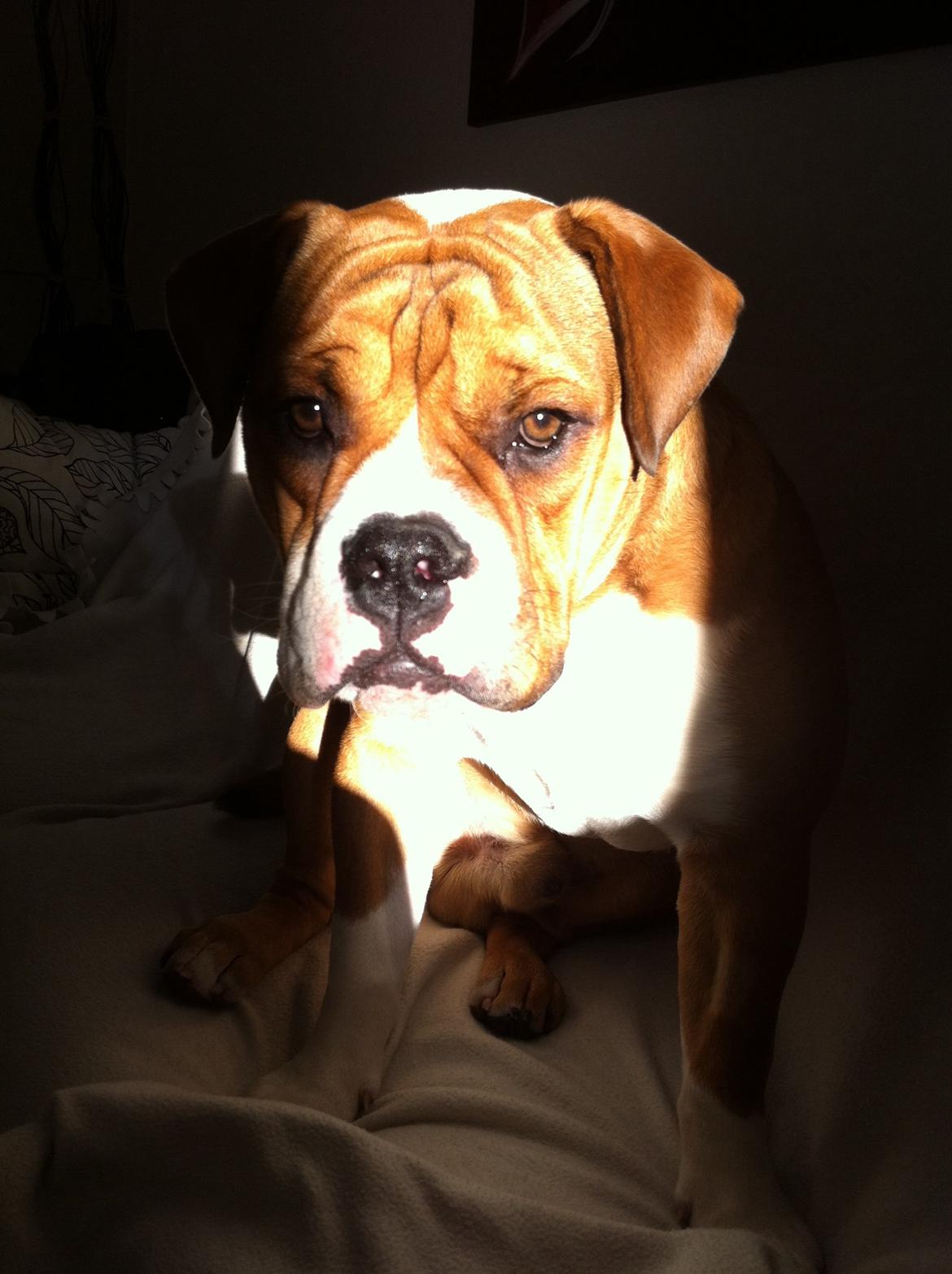 Olde english bulldogge Ludvig billede 7