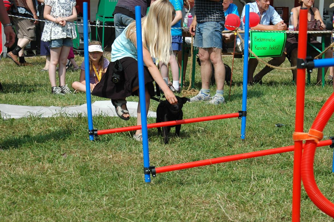 Staffordshire bull terrier Daisy billede 10
