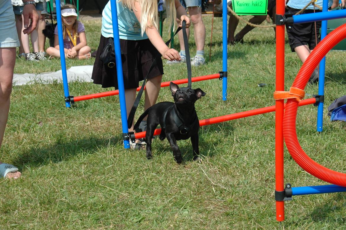 Staffordshire bull terrier Daisy billede 11