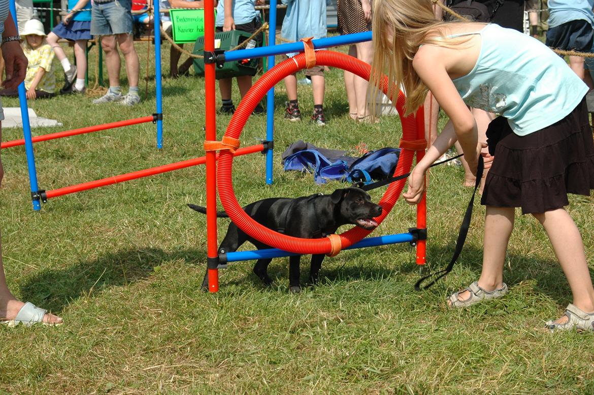 Staffordshire bull terrier Daisy billede 12