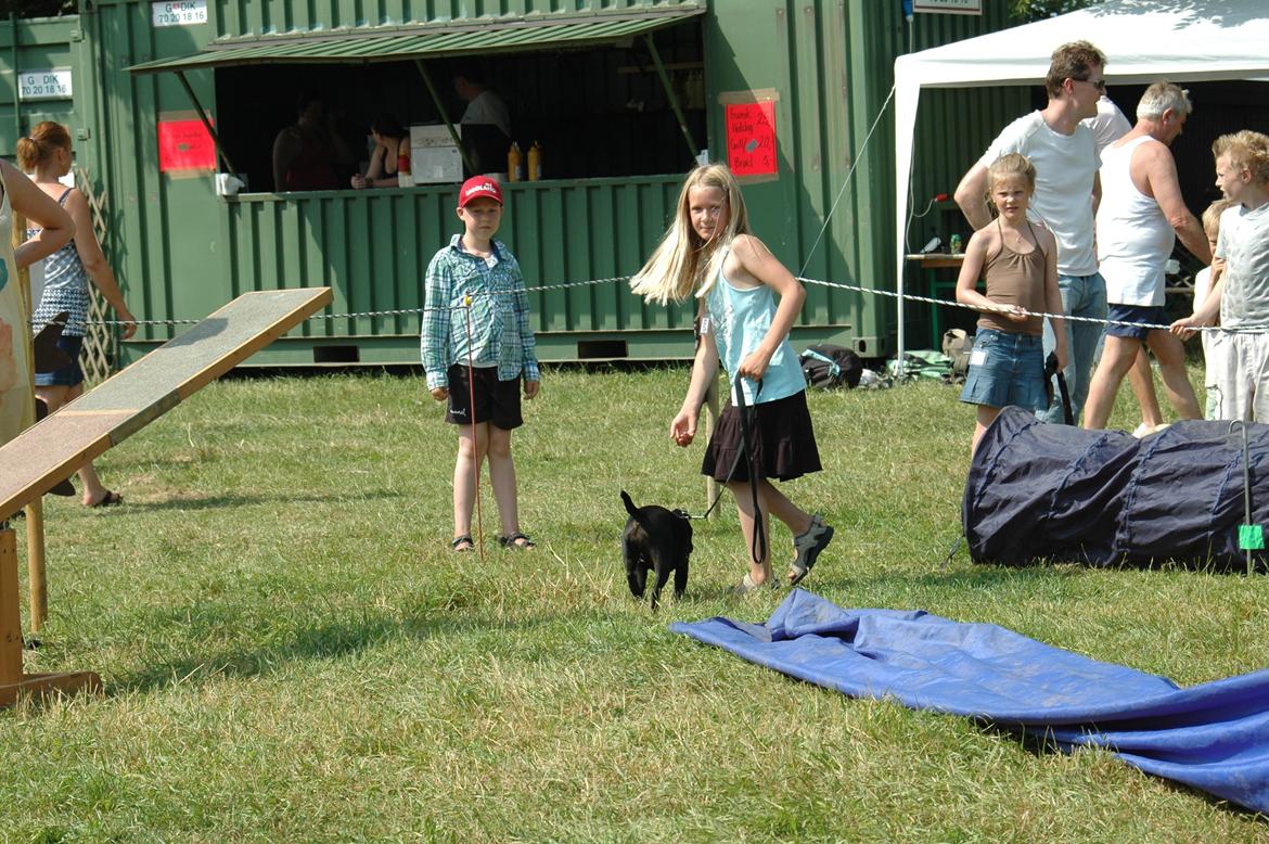 Staffordshire bull terrier Daisy billede 13