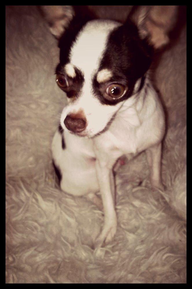 Chihuahua Robin billede 1