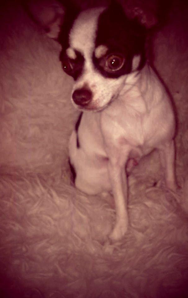 Chihuahua Robin billede 3