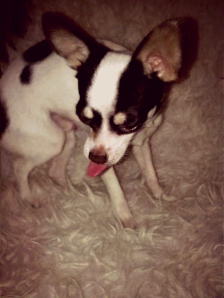 Chihuahua Robin billede 17