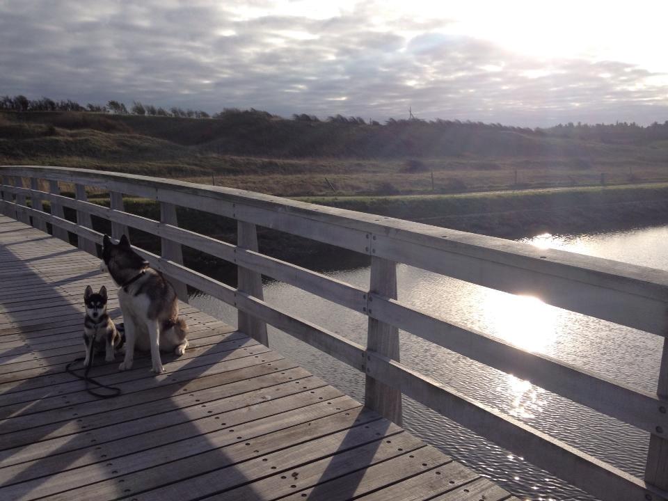 Siberian husky Zeta billede 1