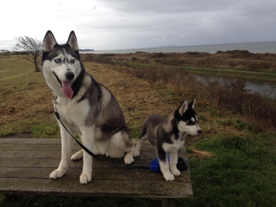 Siberian husky Zeta billede 2