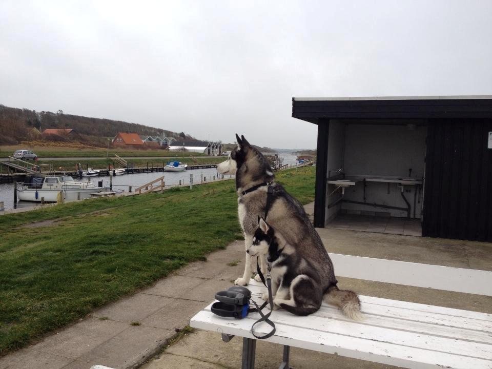 Siberian husky Zeta billede 3