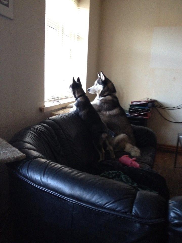 Siberian husky Zeta billede 4