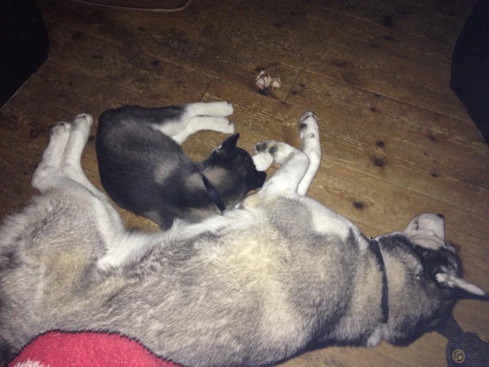 Siberian husky Zeta billede 5