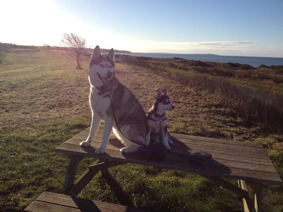 Siberian husky Zeta billede 6