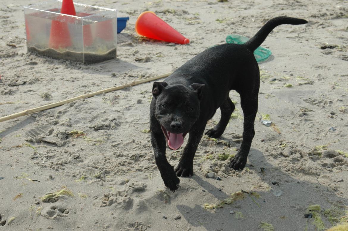 Staffordshire bull terrier Daisy - Stranden:-) billede 14