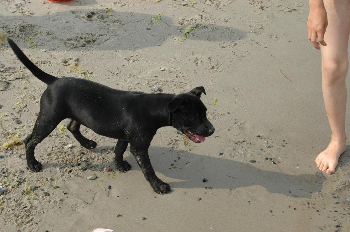 Staffordshire bull terrier Daisy billede 15