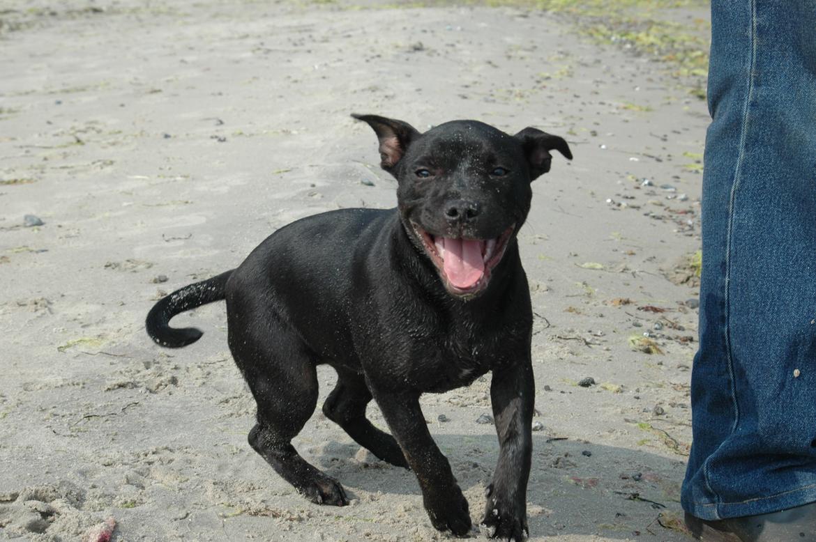 Staffordshire bull terrier Daisy - Daisy eeelsker at være på stranden;-)
Men de der bølger ikke? Uff... billede 16