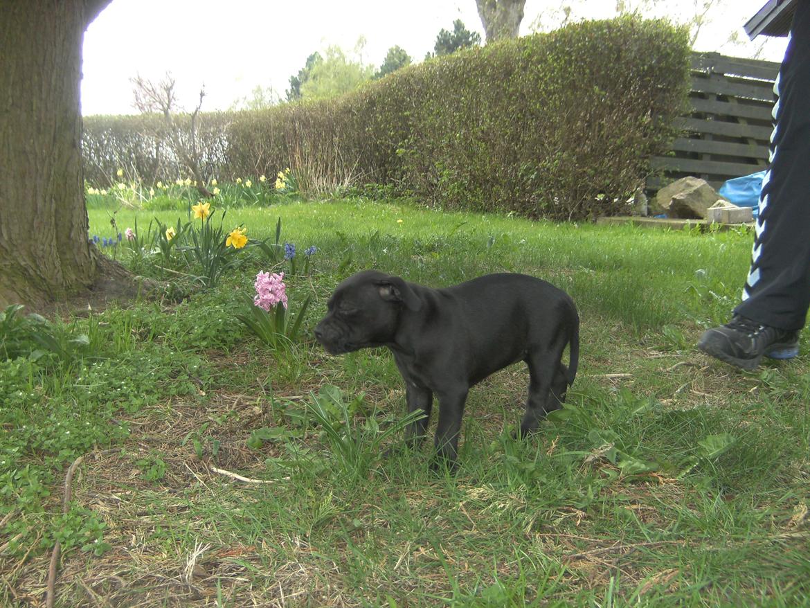Staffordshire bull terrier Daisy - Første gang i den nye have:-) billede 17