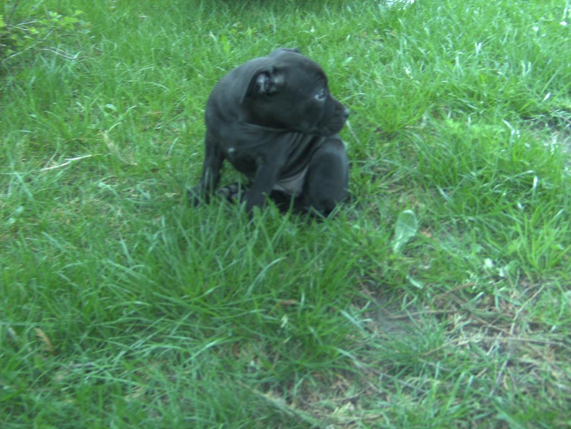 Staffordshire bull terrier Daisy billede 18