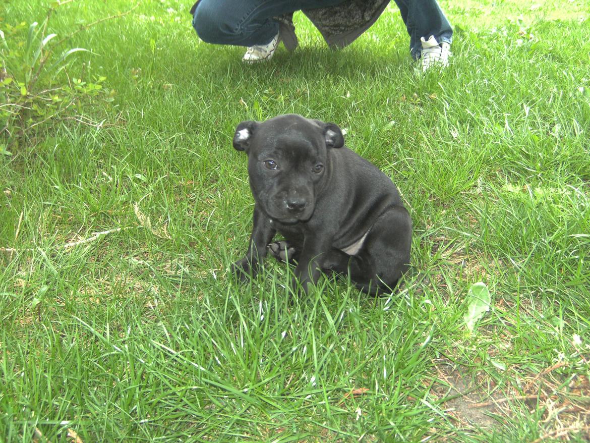 Staffordshire bull terrier Daisy billede 19