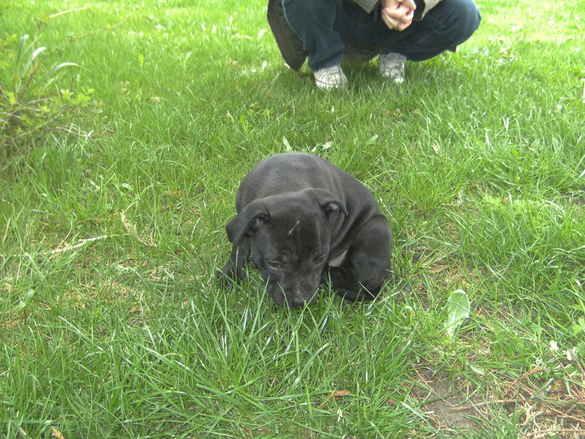 Staffordshire bull terrier Daisy billede 20