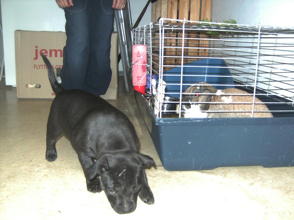 Staffordshire bull terrier Daisy billede 21