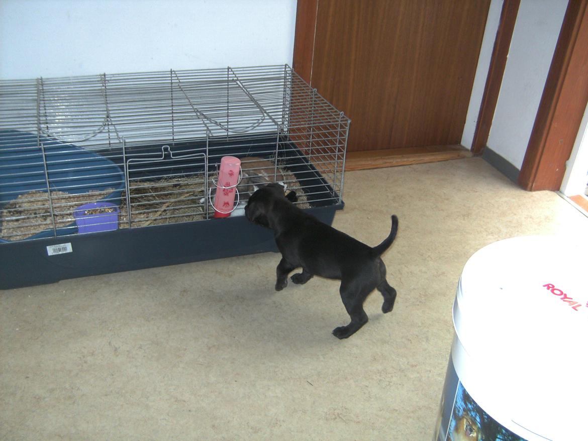 Staffordshire bull terrier Daisy - Mmm. kaninen dufter deeeejligt!!:-) billede 22