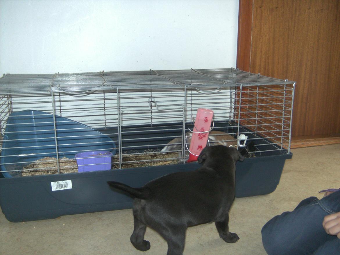 Staffordshire bull terrier Daisy - Daisy sniffer kanin:-D billede 23