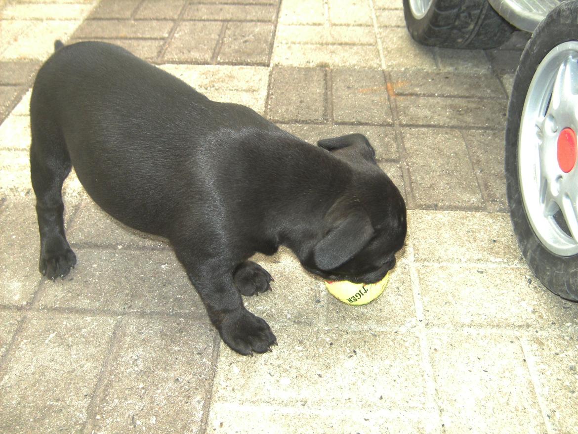 Staffordshire bull terrier Daisy billede 24