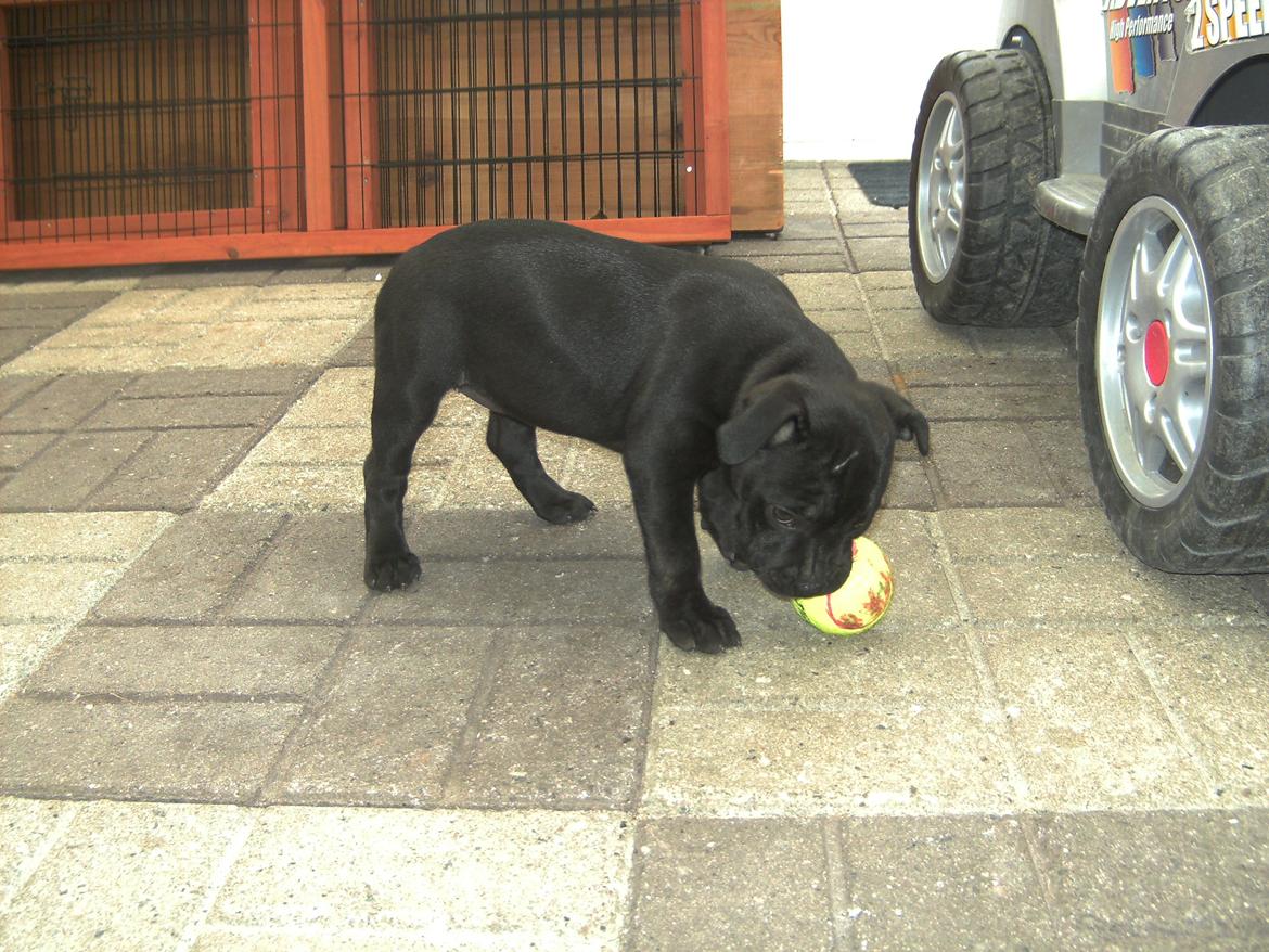 Staffordshire bull terrier Daisy billede 25