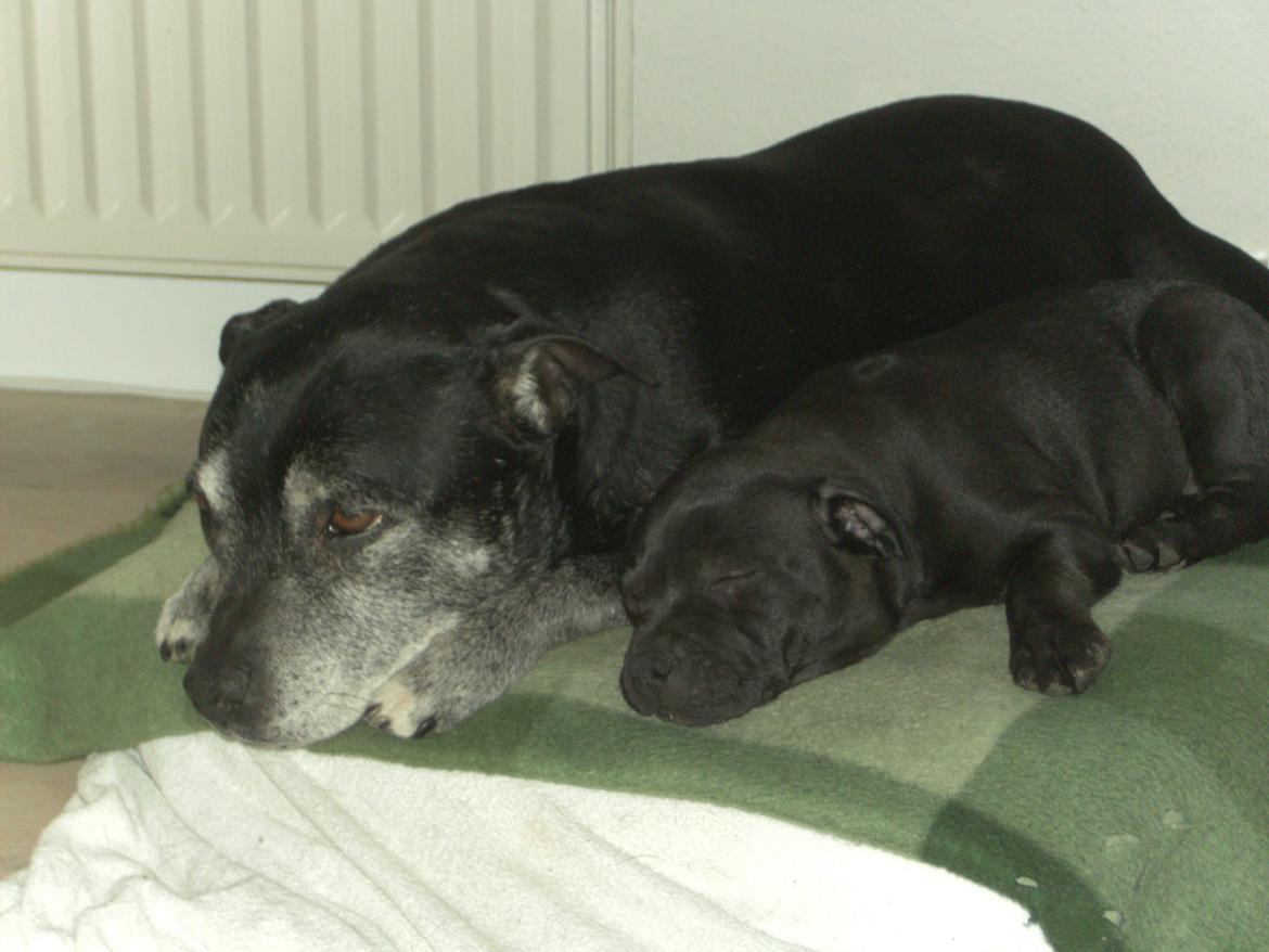 Staffordshire bull terrier Daisy - Hygger i kurven med den gamle hund Thea billede 26