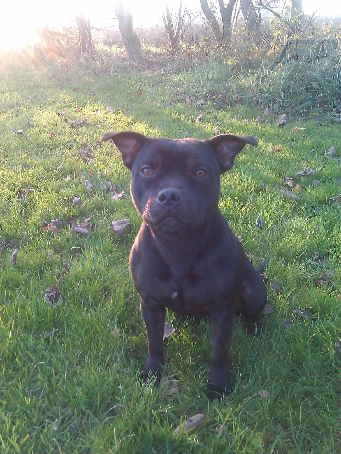 Staffordshire bull terrier Daisy billede 27