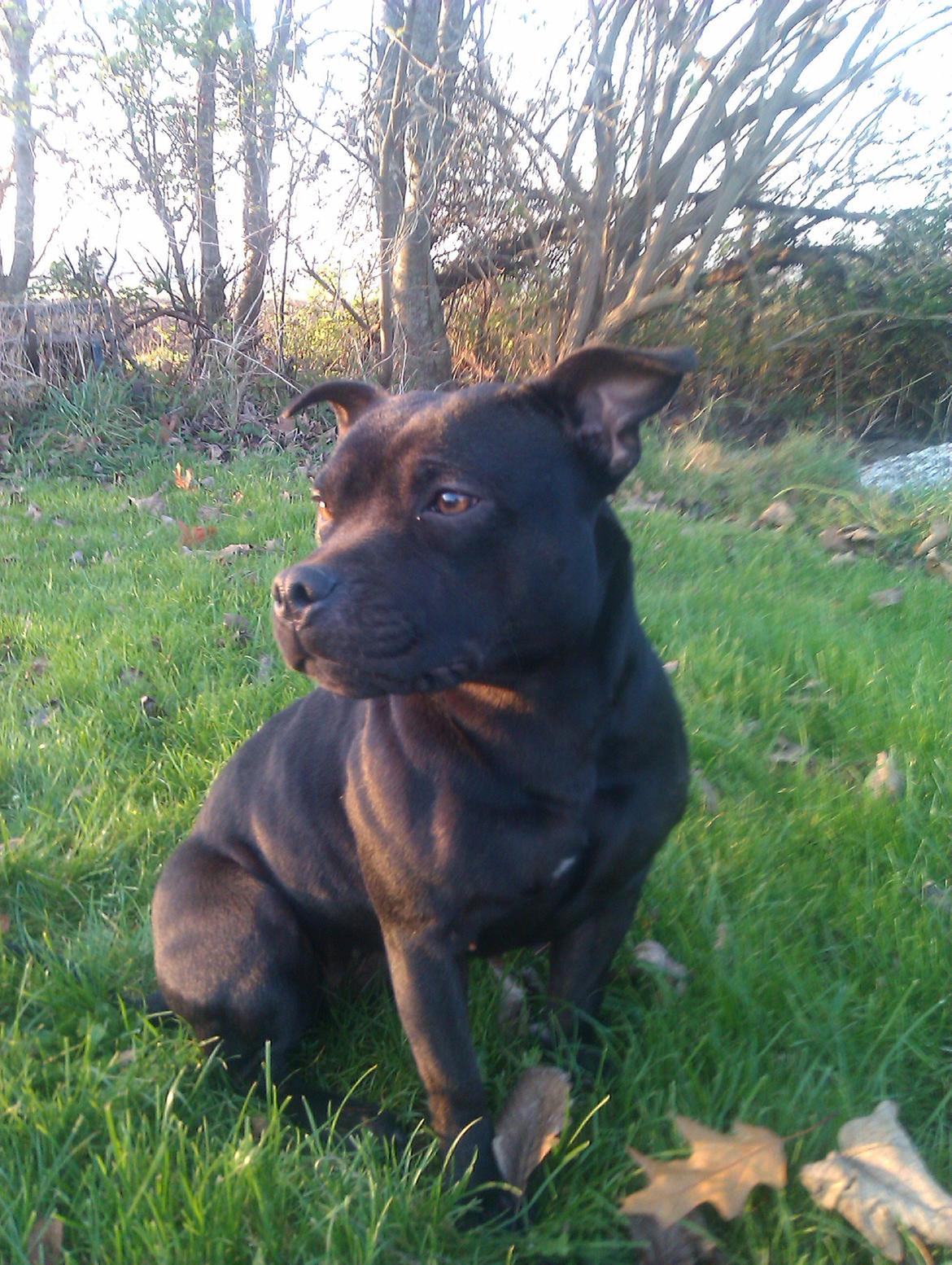 Staffordshire bull terrier Daisy billede 28