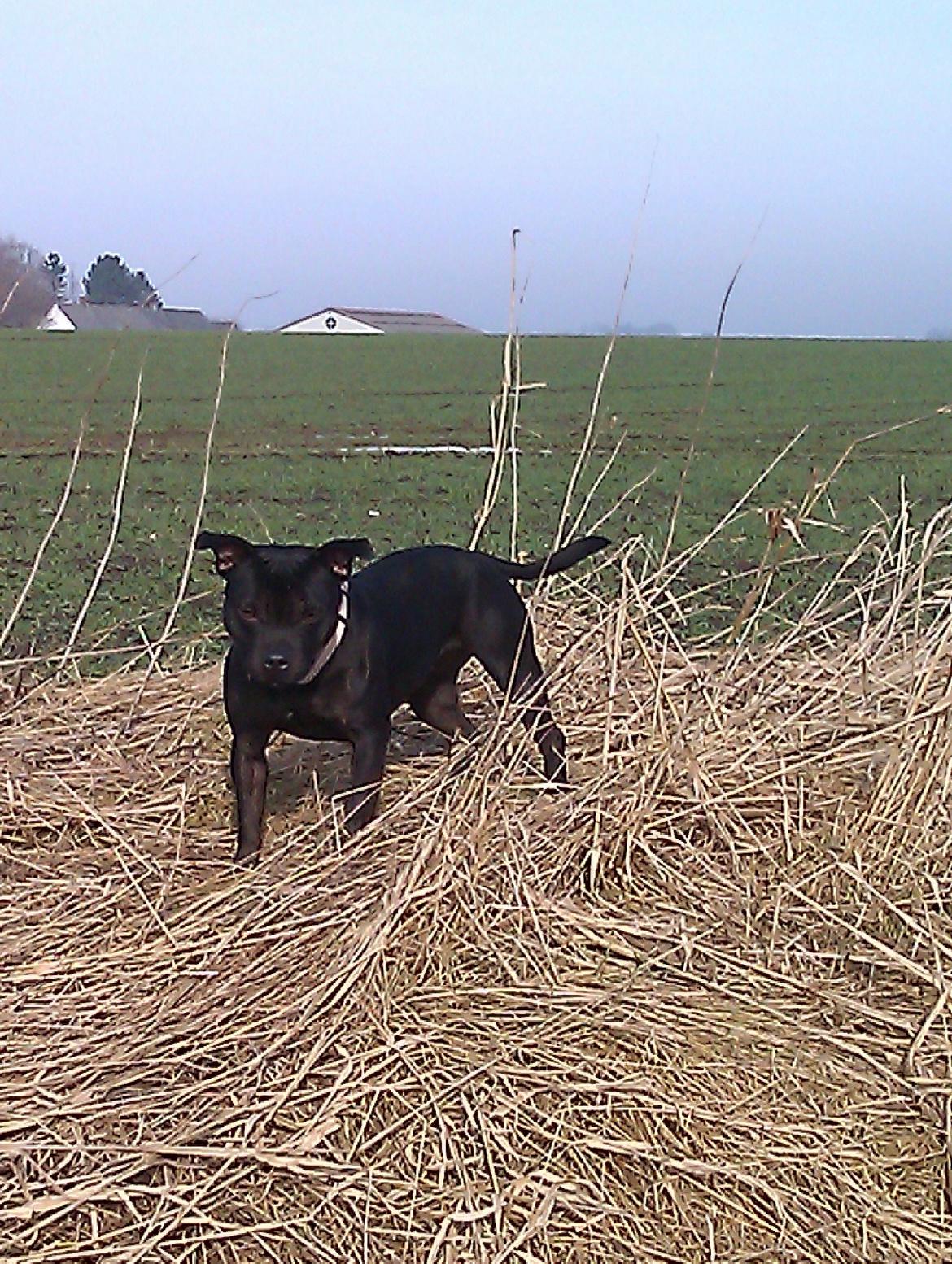 Staffordshire bull terrier Daisy billede 29