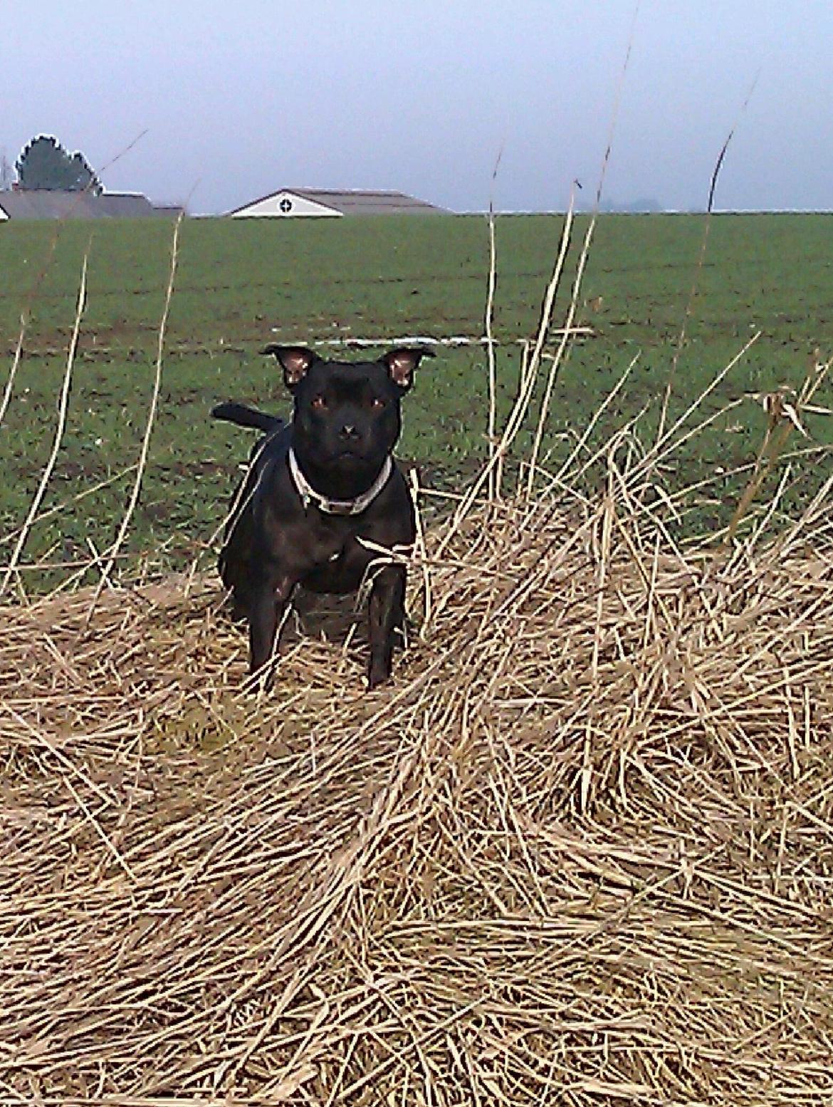 Staffordshire bull terrier Daisy billede 30