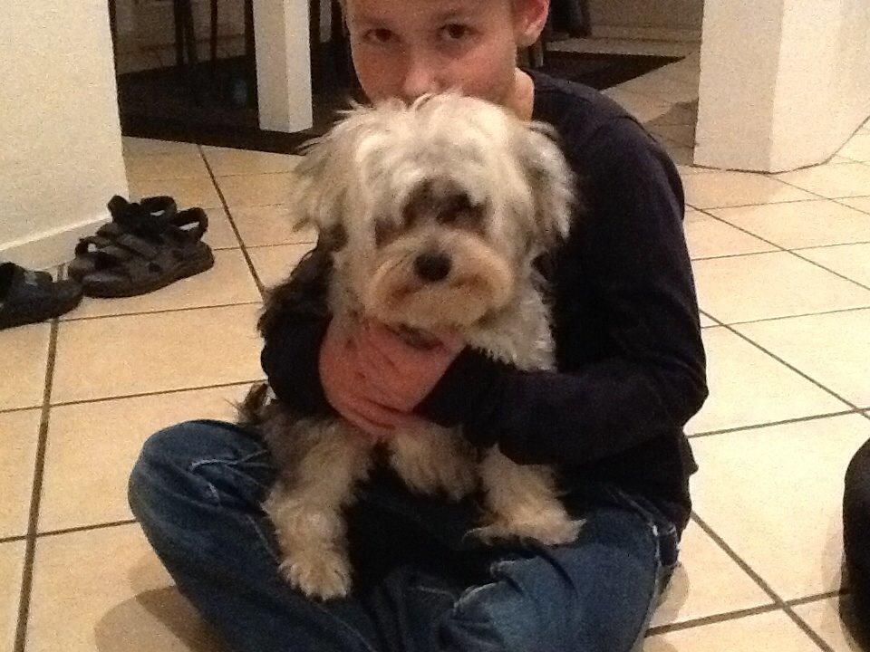 Blanding af racer (Malteser/yorkshie terrie) Gismo billede 17