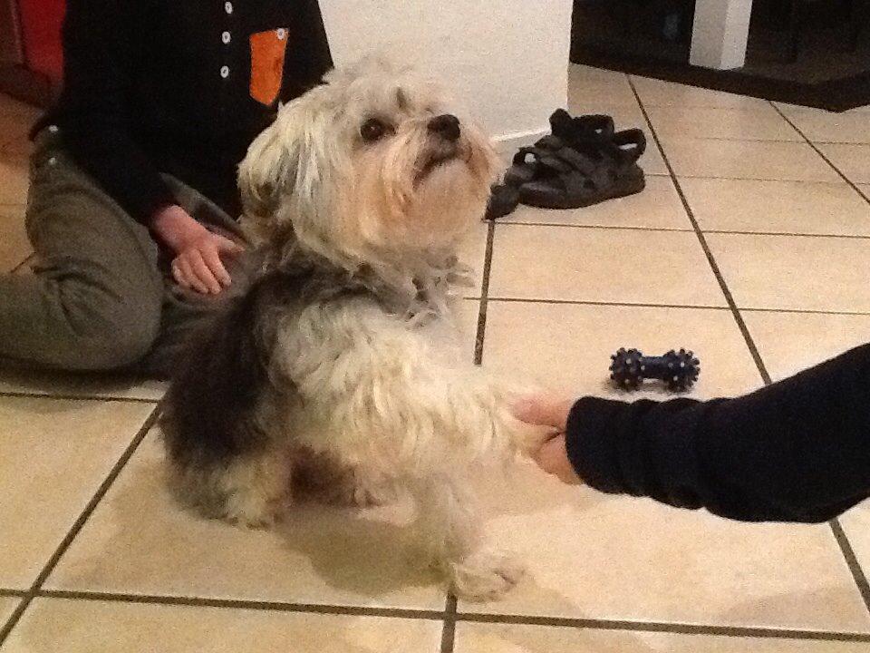 Blanding af racer (Malteser/yorkshie terrie) Gismo billede 18