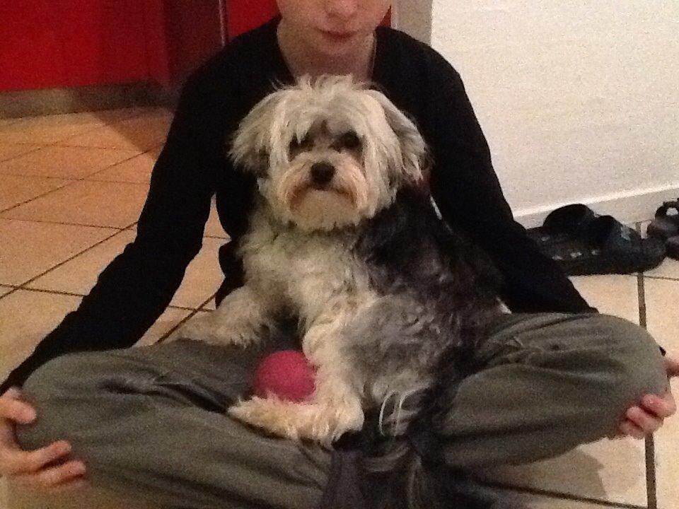 Blanding af racer (Malteser/yorkshie terrie) Gismo billede 19