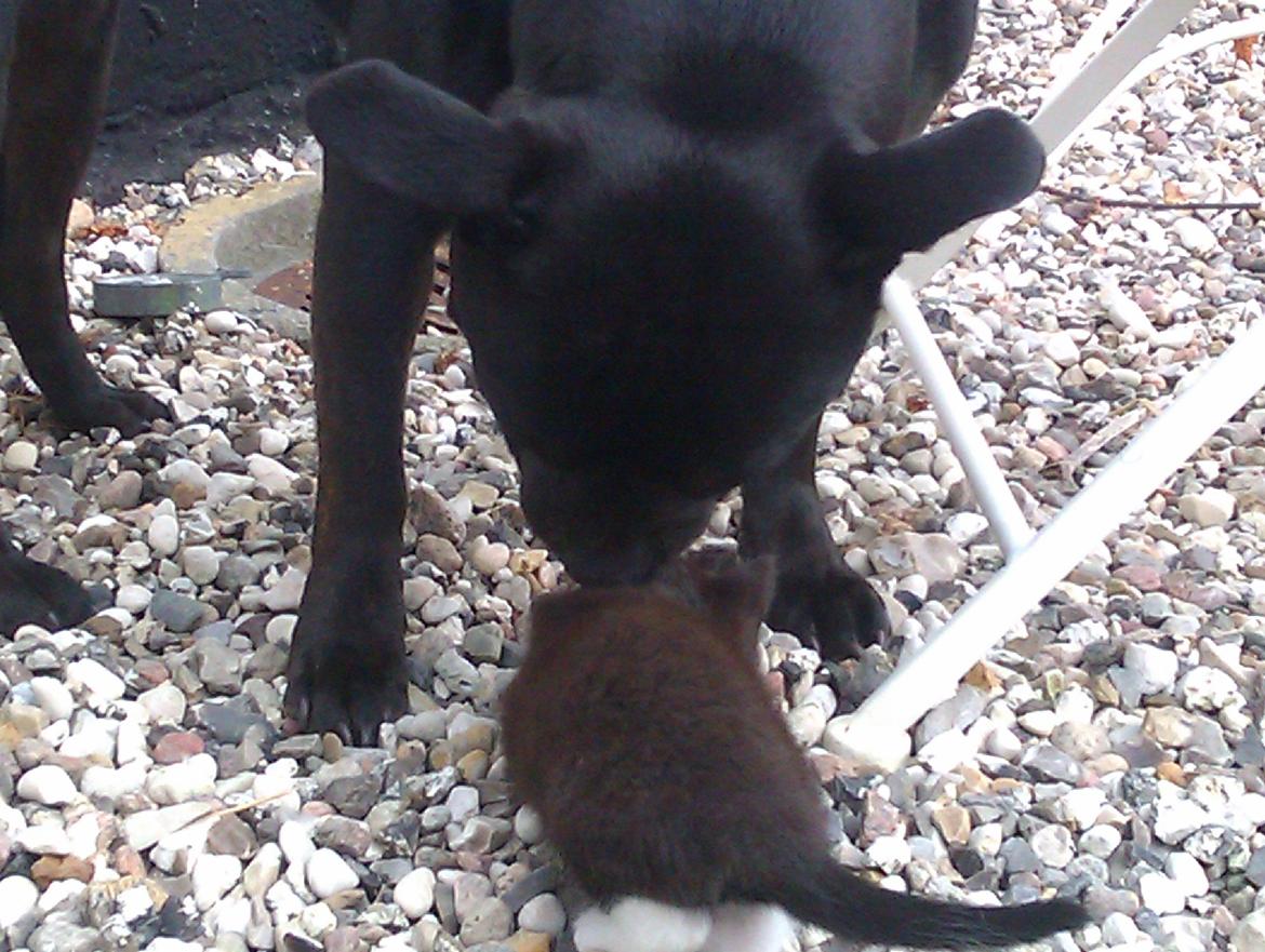 Staffordshire bull terrier Daisy billede 31