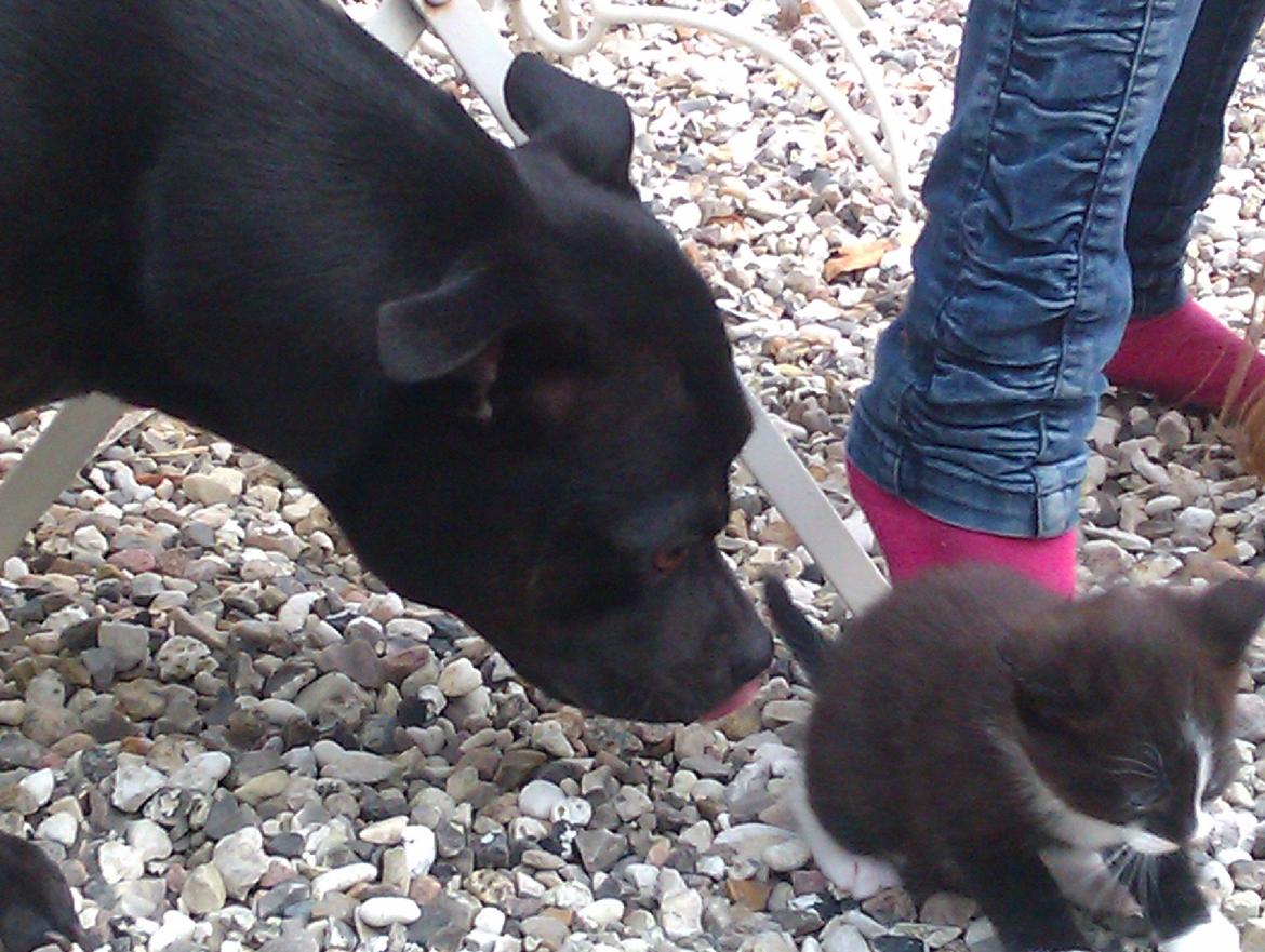 Staffordshire bull terrier Daisy billede 32