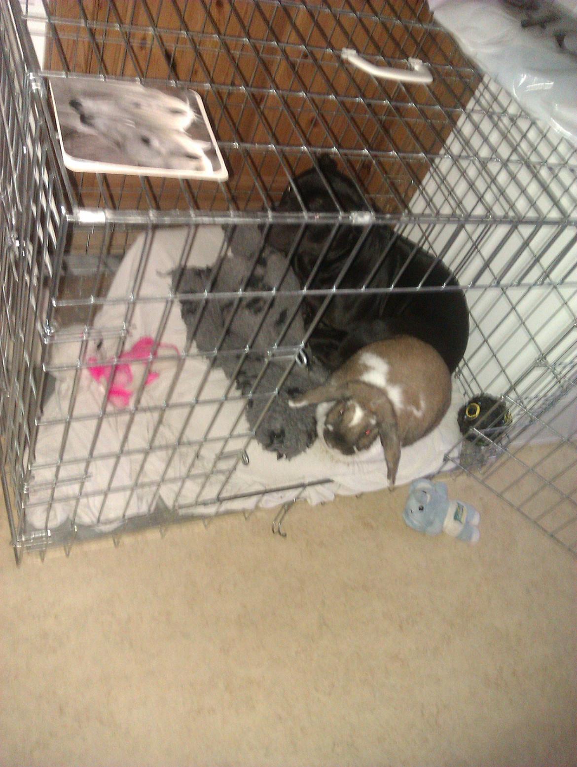 Staffordshire bull terrier Daisy - Hygger med kaninen, fedeberg:-D
 billede 33